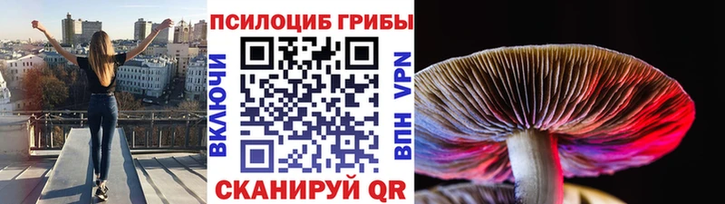 Галлюциногенные грибы Psilocybe  где найти наркотики  Гороховец 